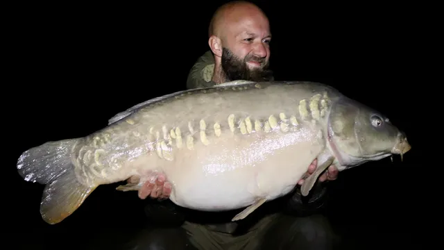 30.8 Mirror carp