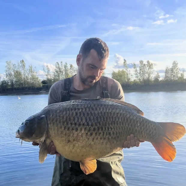 41.06lb Common