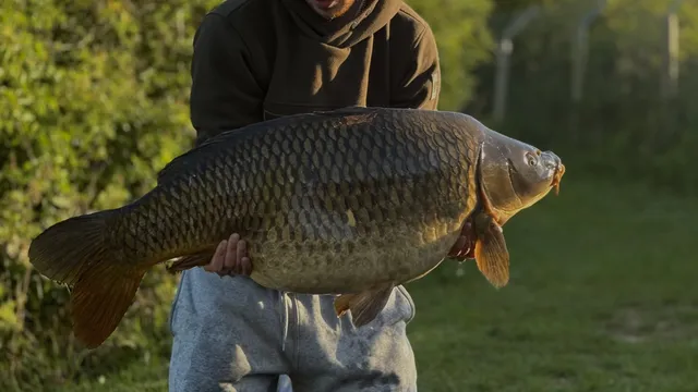 44lb 2oz Common carp