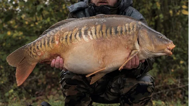 30lb8oz Mirror carp